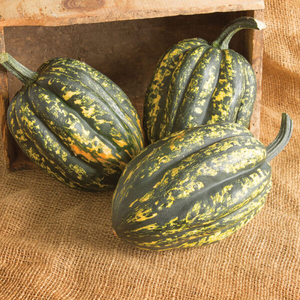 Acorn Squash, Starry Night