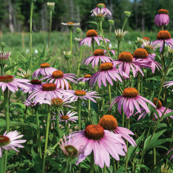 Echinacea