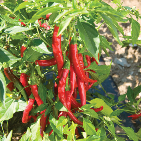 Cayenne