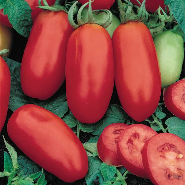 Paste Tomato: San Marzano