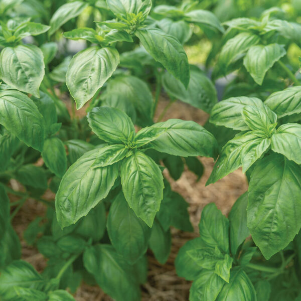 Sweet Basil, Genovese