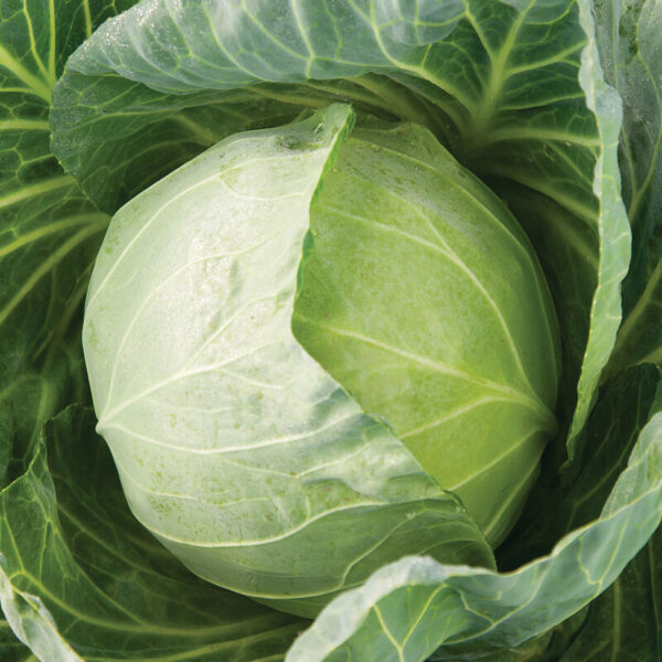 Cabbage