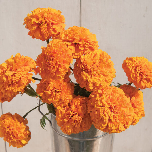 Marigolds, Giant Orange