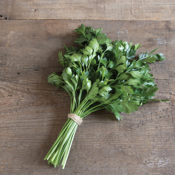 Parsley, Italian Flat Leaf