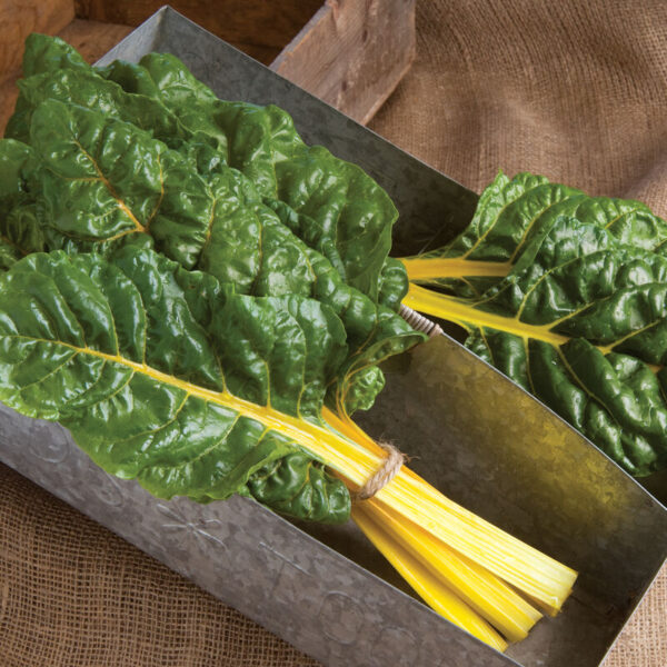 Swiss Chard - Image 2