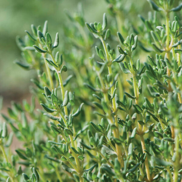 Thyme