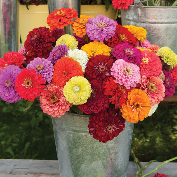 Zinnias Benary Giant