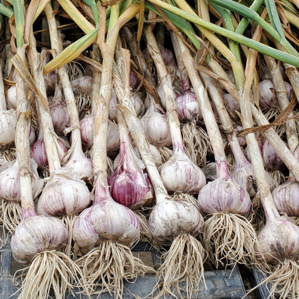 Culinary Bulbs